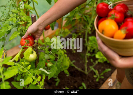Donna con le mani in mano la raccolta di freschi pomodori organico nel suo giardino in una giornata di sole. Agricoltore raccolta di pomodori. Canottaggio vegetali. Concetto di giardinaggio Foto Stock