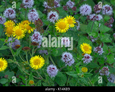 Acqua Mentha di menta acquatica e Fleabane Pulicaria dysenterica Foto Stock