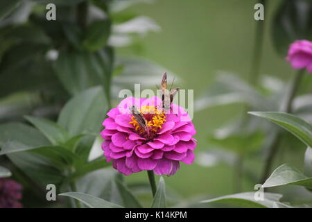 Due piccole farfalle skippers stanno giocando intorno a fiori di colore rosa zinnias Foto Stock