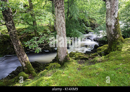 Rhaeadr Ddu cascate, Ganllwydd, Coed Ganllwydd Riserva Naturale Nazionale, Parco Nazionale di Snowdonia, Gwynedd, Wales, Regno Unito Foto Stock