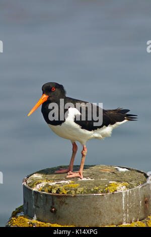 Oystercatcher appollaiato su un posto di ormeggio sul litorale tedesco Foto Stock