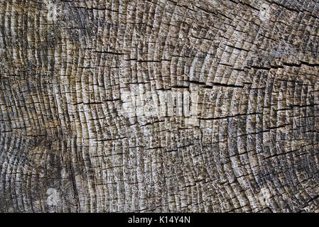 Ruvida la superficie spiovente di un vecchio ceppo di albero Foto Stock