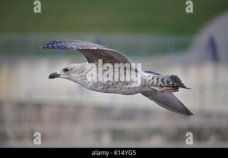 Aringa gabbiano nel piumaggio giovanile in volo Foto Stock