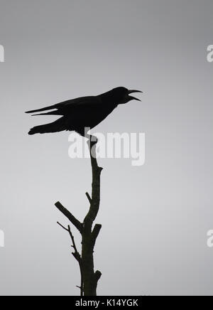 Rook appollaiato su un albero stagliano contro il cielo grigio Foto Stock