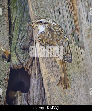 Rampichino con gli insetti nel suo becco appollaiato su un capannone di legno accanto alla sua cavità di nesting Foto Stock