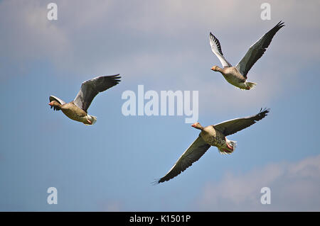 Tre graylag oche in volo di fronte a un cielo blu Foto Stock