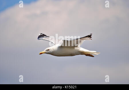 Aringa gabbiano in volo con ali stese Foto Stock