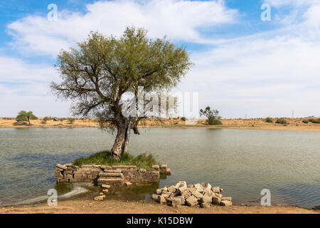 Immagine orizzontale di Green Tree in un oasi nel deserto di Thar, situato vicino a Jaisalmer, la città dorata in India. Foto Stock