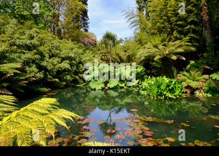 La giungla, la Lost Gardens of Heligan, vicino a St Austell, Cornwall, England, Regno Unito Foto Stock