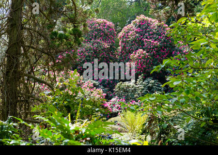 Fioritura di rododendro, giungla, il Lost Gardens of Heligan, vicino a St Austell, Cornwall, England, Regno Unito Foto Stock