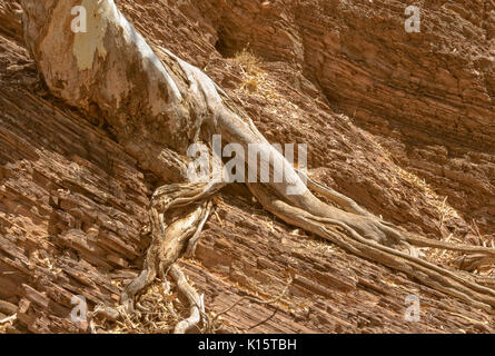 Un fiume gomma rossa in Brachina Gorge pende sulle antiche rocce dal suo esposta parzialmente radici - Flinders Ranges, SA, Australia Foto Stock