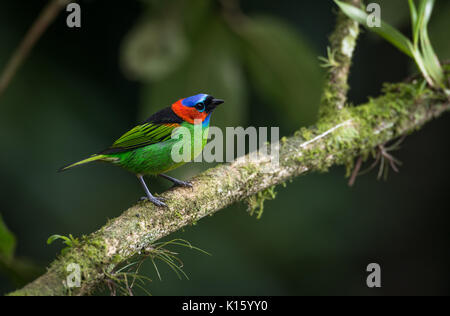 Un maschio rosso colli (Tanager Tangara cyanopcephala) Foto Stock