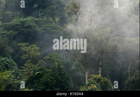 Nebbia di umidità che ricopre la foresta pluviale atlantica Foto Stock