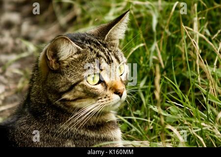 Close up ritratto di una femmina isolato tabby cat al di fuori Foto Stock