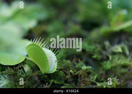 Venus flytrap - pianta carnivora Foto Stock