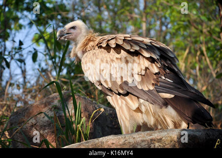 L'avvoltoio himalayano o Himalayan Grifone è un vecchio mondo vulture Foto Stock