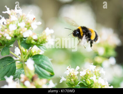 Buff tailed bumblebee - Bombus terrestris - volare verso il bianco fiori di maggiorana - REGNO UNITO Foto Stock