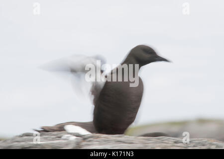 Black guillemot slow shutter Foto Stock