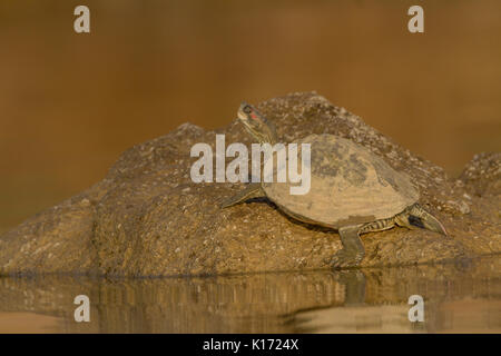 Indiano tetto Red-Crowned tartaruga (Batagur kachuga) nel fiume Chambal vicino Dholpur, Rajasthan. Foto Stock