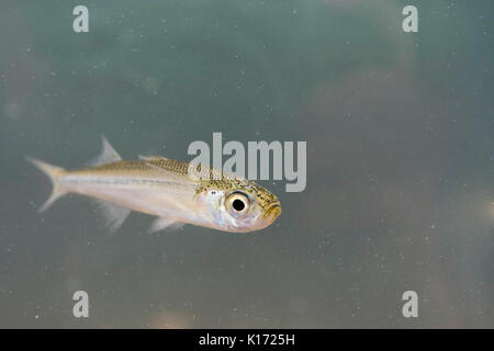 Sabbia puzzava ( Atherina presbyter) Adulto , piscina , dorset, Inghilterra , aprile Foto Stock