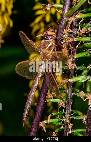 Brown hawker Foto Stock