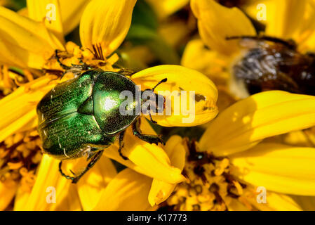 Chafer di rosa Foto Stock