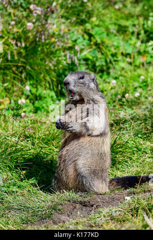 Marmotta alpina Foto Stock