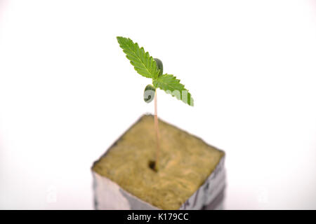 Macro dettaglio di germoglio di cannabis su un cubo con le prime due foglie in crescita, isolate su sfondo bianco Foto Stock