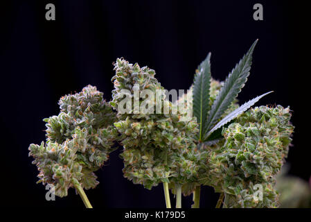 Piccolo bouquet di cannabis freschi fiori tagliati (Mangolope marijuana strain) con foglie isolate su sfondo nero Foto Stock