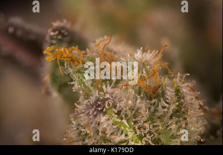 Macro astratta dettaglio della cannabis bud (mangolope marijuana strain) con i peli visibili e tricomi in tarda fase di fioritura Foto Stock