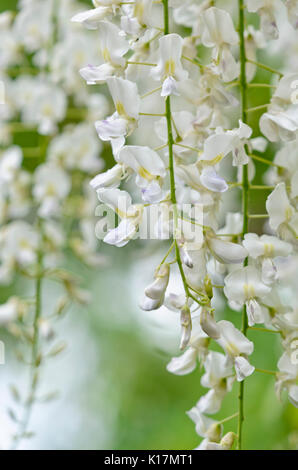 Il glicine giapponese (Wisteria floribunda "Alba") Foto Stock