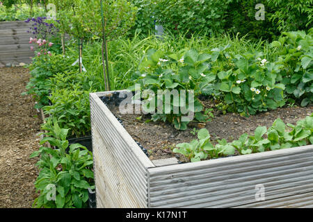 Giardino fragola (Fragaria x ananassa) in un letto sollevata. Design: Marianne e Detlef Lüdke Foto Stock