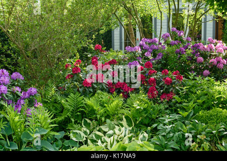 Rododendri (Rhododendron), struzzo fern (Matteuccia struthiopteris) e piantaggine gigli (hosta). design: marianne e detlef lüdke Foto Stock