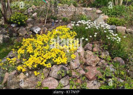 Golden alyssum (aurinia saxatilis syn. alyssum saxatile) e sempreverdi (candytuft iberis sempervirens) Foto Stock