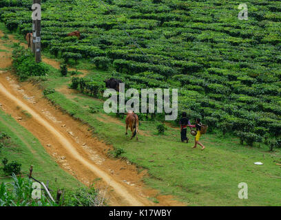 Sapa, Vietnam - 25 maggio 2016. Bambini che giocano su campi di tè in SAPA, Vietnam. Sapa è uno dei principali centri di mercato nel nord-ovest del Vietnam. Foto Stock