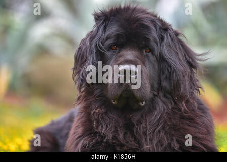 Coniglio nero antincendio Foto Stock