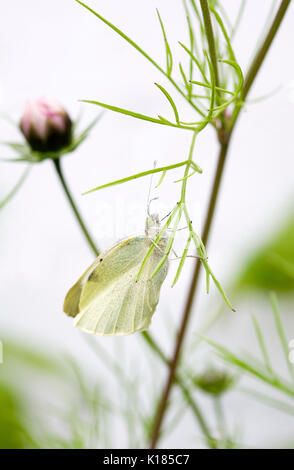 Sarcococca rapae su cosmos bipinnatus. Piccolo cavolo bianco butterfly. Foto Stock