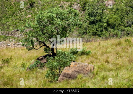 Protea alberi di Drakensberg mountain, Sud Africa Foto Stock