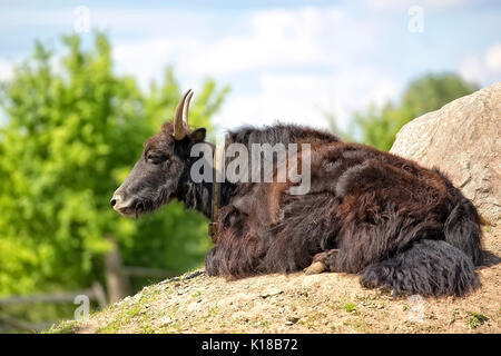Wild yak in appoggio in una radura Foto Stock