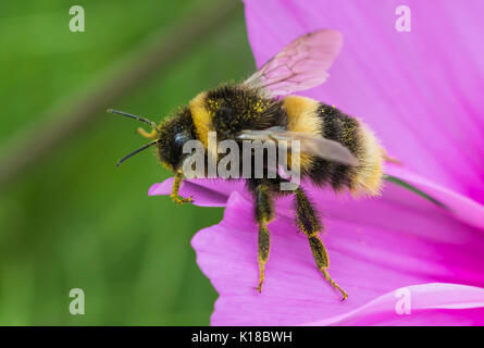 Bombus terrestris (Buff Tailed Bumblebee) macro, su una rosa Cosmos bipinnatus fiore in estate nel West Sussex, Regno Unito. I bombi. Bumble Bee. Foto Stock