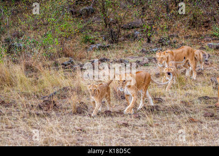 Famiglia di Mara leoni (Panthera leo|), due leonesse femmina e quattro cubs a piedi nella savana del Masai Mara, Kenya Foto Stock