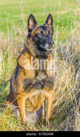 Un belga cane Malinoises sat in un campo di erba durante un addestramento del cane lezione Foto Stock