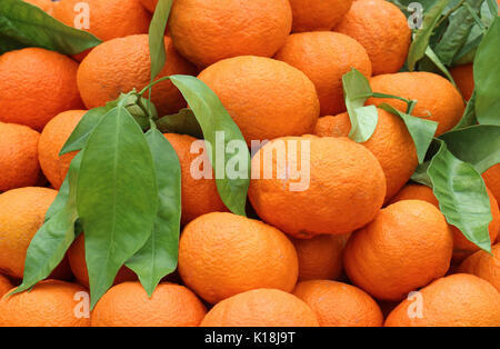 Organici freschi mandarini arance palo con foglie di colore verde Foto Stock