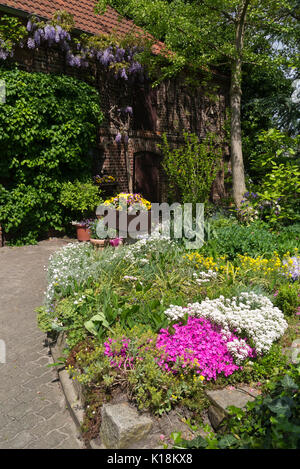 Moss phlox (phlox subulata), evergreen candytuft (iberis sempervirens) e wisteria (wisteria) Foto Stock