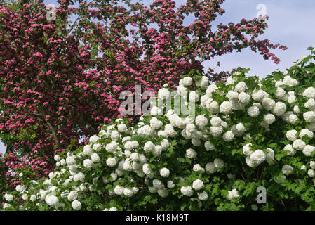 Viburno rose (viburnum opulus 'roseum') e red biancospino (Crataegus laevigata) Foto Stock