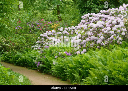 Rododendri (Rhododendron) e struzzo fern (Matteuccia struthiopteris) Foto Stock
