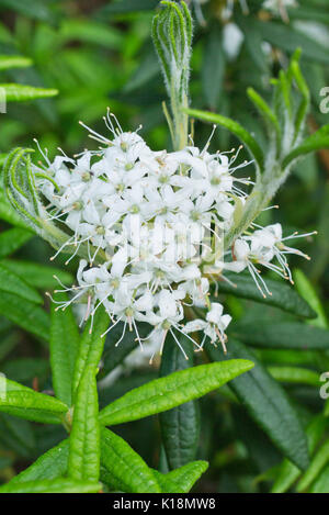 Bog labrador tea (ledum groenlandicum syn. rhododendron groenlandicum) Foto Stock