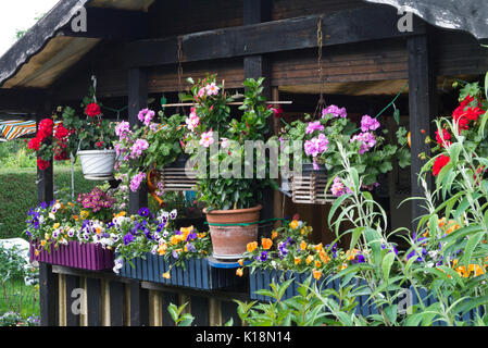 Pelargoniums (pelargonium), viole (viola) e gelsomino brasiliano (mandevilla syn. dipladenia) in vasi di fiori e fioriere Foto Stock