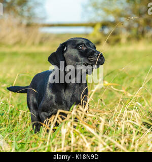 Giovani, dieci settimane vecchio, Nero Labrador cucciolo su una sua prima di gite Foto Stock