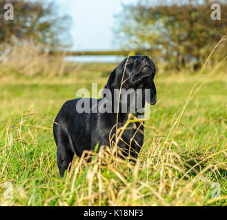 Giovani, dieci settimane vecchio, Nero Labrador cucciolo su una sua prima di gite Foto Stock